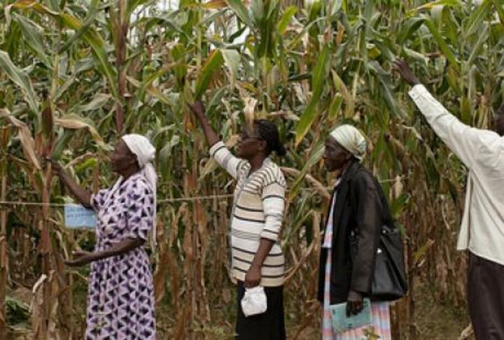 Helping Smallholders Make the Most of Maize Through Loans and Storage Technology: Evidence from Tanzania