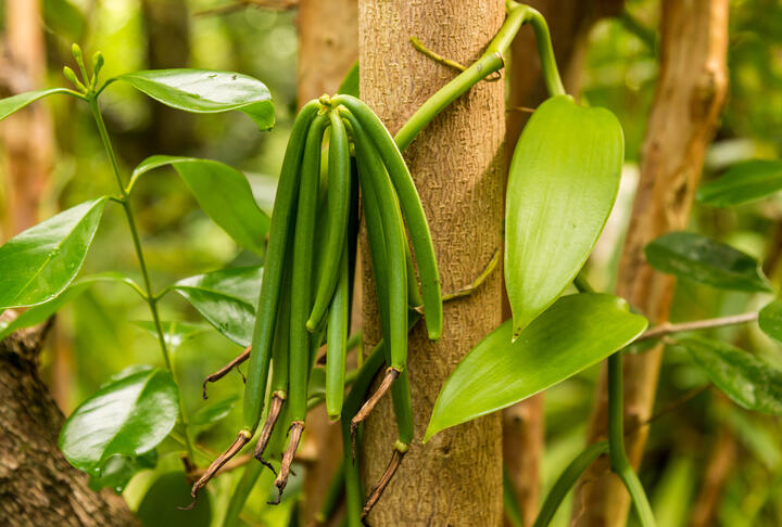 Farmers in South Pacific Bet on Beans for Loan Collateral Farmers in South Pacific Bet on Beans for Loan Collateral