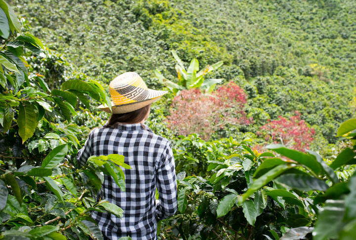 Triodos to loan 1.5 million to green coffee company Caravela