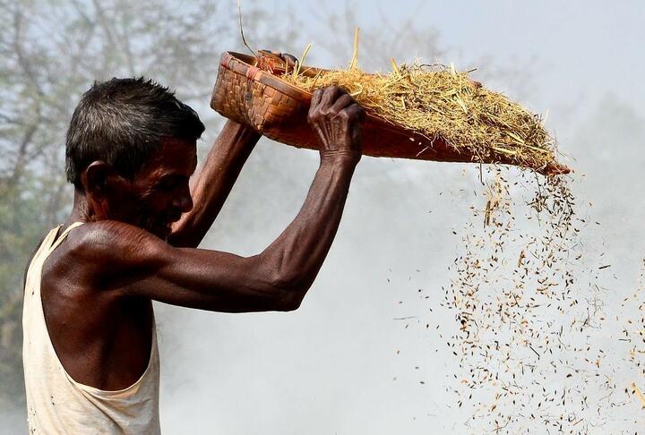 Article Cover of a man sieving wheat in color